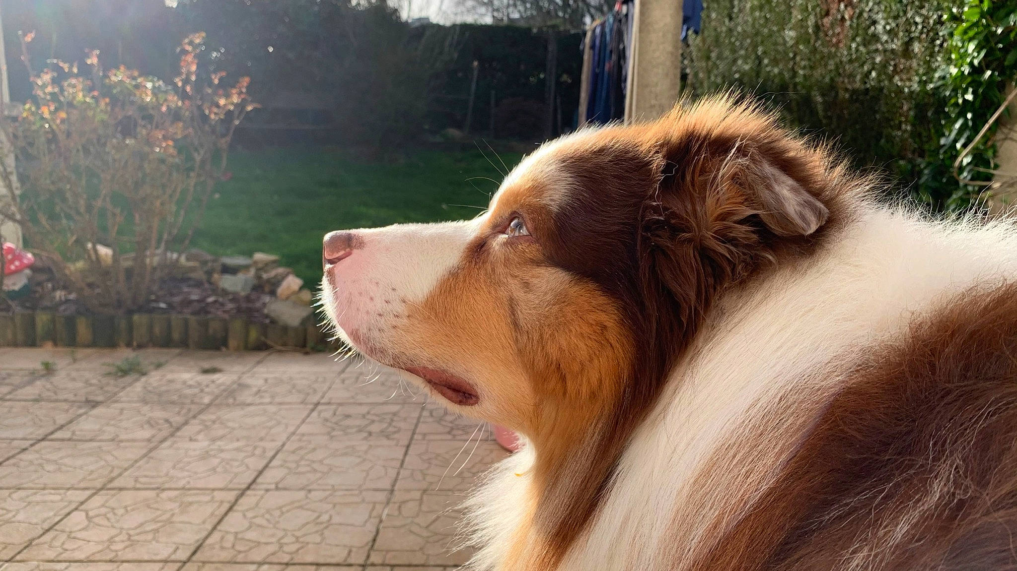 Loulou a rejoint le concours — aidez-le/la à gagner de superbes lots ! ancient_dog_breeds, canidae, carnivore, companion_dog, dog, dog_breed, fawn, fur, grass, herding_dog, jaw, liver, plant, snout, sporting_group, terrestrial_animal, tree, whiskers, working_animal, working_dog