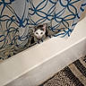 animal, bathroom, bathtub, blue, cat, curious, curtain, domestic, eyes, face, floor_rug, fur, household, indoor, pattern, peek, pet, shower_curtain, whiskers, white