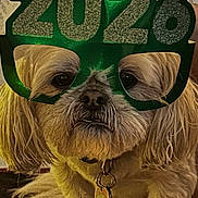 Pazzo is registered to the contest to win money with this photo: 2026, animal, celebration, collar, costume, cute, decor, dog, eyes, face, funny, fur, glasses, holiday, indoor, mouth, nose, pet, portrait, tag