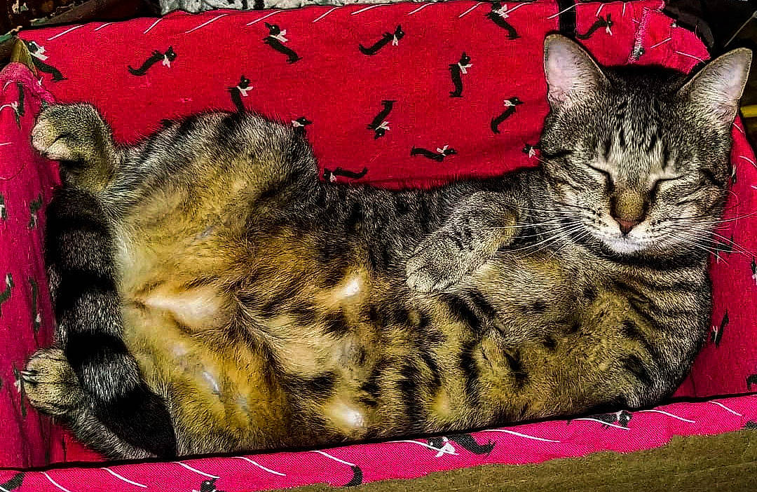 Iddy Biddy is registered to the contest to win money with this photo: american_shorthair, asian, bengal, california_spangled, carnivore, cat, domestic_short_haired_cat, dragon_li, egyptian_mau, european_shorthair, felidae, fur, kitten, mammal, ocicat, pixie_bob, small_to_medium_sized_cats, tabby_cat, whiskers, wild_cat