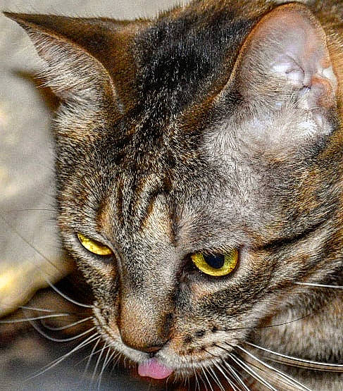 Iddy Biddy is registered to the contest to win money with this photo: american_shorthair, american_wirehair, asian, australian_mist, carnivore, cat, close_up, domestic_short_haired_cat, dragon_li, european_shorthair, eye, felidae, mammal, ocicat, pixie_bob, small_to_medium_sized_cats, snout, tabby_cat, vertebrate, whiskers