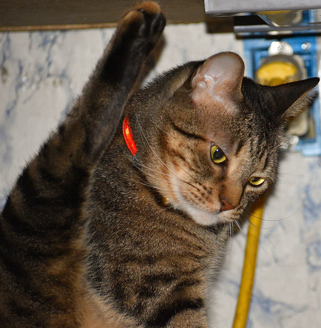 Iddy Biddy joined the competition — help win amazing prizes! aegean_cat, american_shorthair, american_wirehair, asian, australian_mist, california_spangled, carnivore, cat, chausie, domestic_short_haired_cat, dragon_li, european_shorthair, felidae, german_rex, mammal, small_to_medium_sized_cats, snout, tabby_cat, vertebrate, whiskers