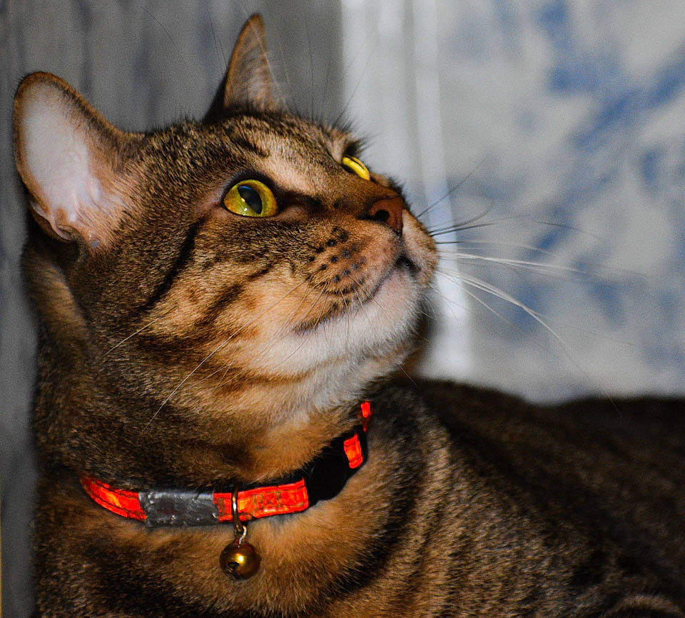 Iddy Biddy joined the competition — help win amazing prizes! aegean_cat, american_shorthair, american_wirehair, asian, australian_mist, california_spangled, carnivore, cat, chausie, collar, domestic_short_haired_cat, european_shorthair, eye, felidae, mammal, small_to_medium_sized_cats, snout, tabby_cat, vertebrate, whiskers