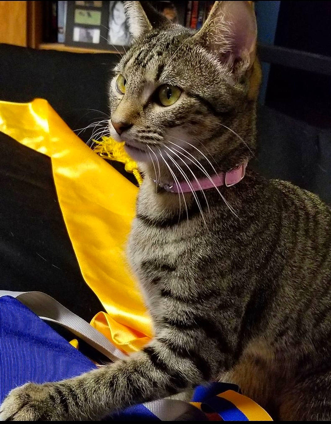 J J is registered to the contest to win money with this photo: american_shorthair, american_wirehair, asian, california_spangled, carnivore, cat, domestic_short_haired_cat, dragon_li, egyptian_mau, european_shorthair, felidae, kitten, mammal, ocicat, pixie_bob, small_to_medium_sized_cats, tabby_cat, toyger, vertebrate, whiskers