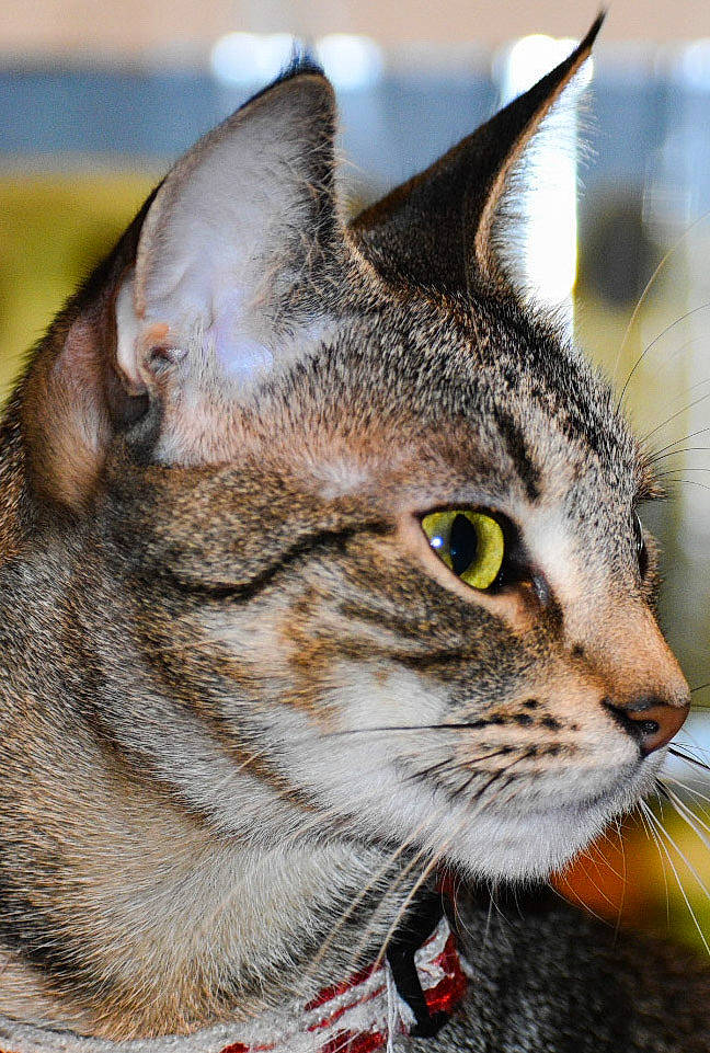J J is registered to the contest to win money with this photo: aegean_cat, american_wirehair, asian, australian_mist, carnivore, cat, chausie, close_up, domestic_short_haired_cat, dragon_li, european_shorthair, felidae, mammal, ocicat, pixie_bob, small_to_medium_sized_cats, snout, tabby_cat, vertebrate, whiskers