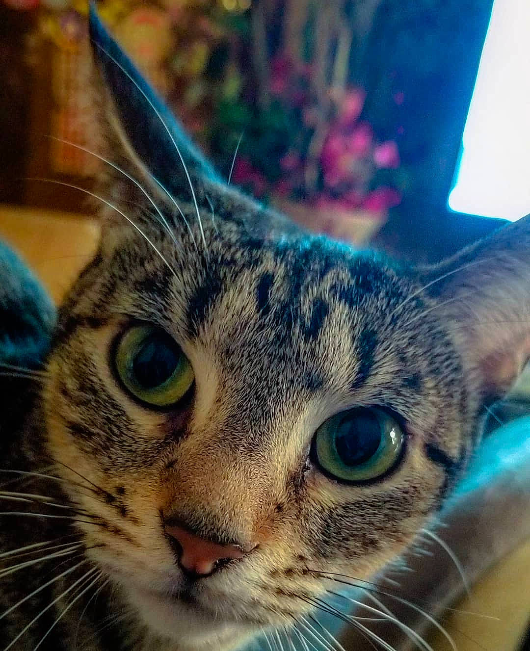 J J joined the competition — help win amazing prizes! aegean_cat, american_shorthair, american_wirehair, asian, carnivore, cat, close_up, domestic_short_haired_cat, dragon_li, european_shorthair, eye, felidae, mammal, nose, small_to_medium_sized_cats, snapshot, snout, tabby_cat, vertebrate, whiskers