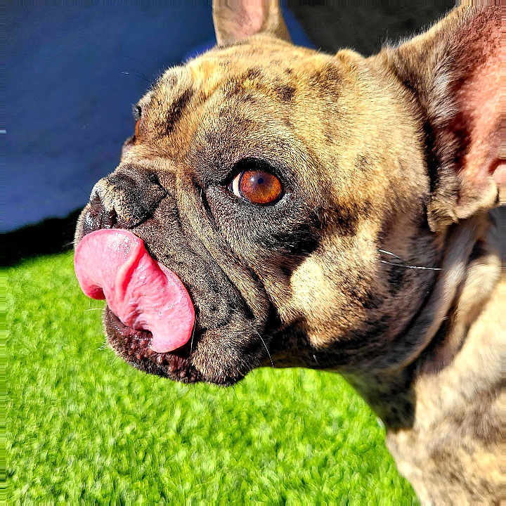 Willow is registered to the contest to win money with this photo: animal, bodypart, boxer, bulldog, canine, dog, frenchbulldog, grass, mouth, person, pet, pitbull, plant, puppy, snout, tongue, whitedog