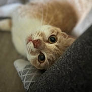 Missy is registered to the contest to win money with this photo: cat, close_up, orange_cat, white_cat, pet, animal, curious, lying_down, wide_eyes, whiskers, indoor, cozy, soft_focus, feline, cute, domestic_cat, relaxed, fur, pillow, texture