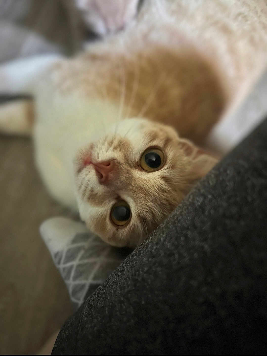 Missy is registered to the contest to win money with this photo: cat, close_up, orange_cat, white_cat, pet, animal, curious, lying_down, wide_eyes, whiskers, indoor, cozy, soft_focus, feline, cute, domestic_cat, relaxed, fur, pillow, texture