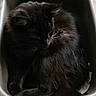 Oreo is registered to the contest to win money with this photo: cat, black_cat, fluffy, long_hair, feline, pet, sleeping, curled_up, relaxed, whiskers, ears, fur, animal, indoor, container, metal, cozy, nap, close_up, portrait