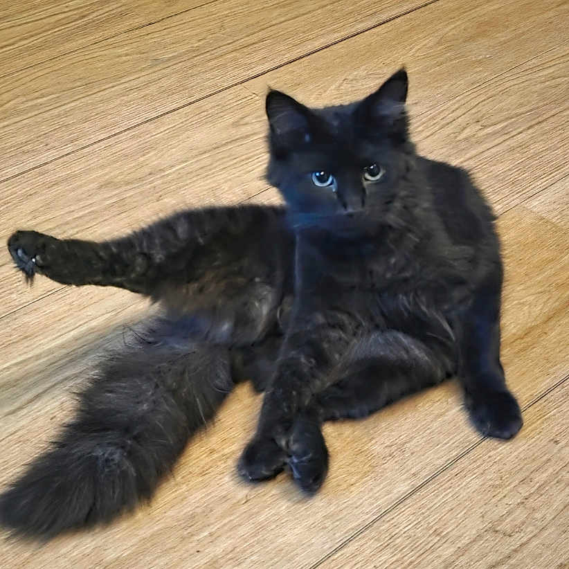 Oreo