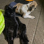 Oreo is registered to the contest to win money with this photo: cat, dog, pets, black_cat, fluffy_cat, small_dog, long_hair, animal_companions, couch, indoor, pet_toy, orange_toy, relaxed, lying_down, sleeping, scruffy_fur, black_fur, white_fur, home, cozy