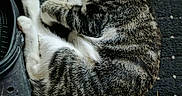 Maddy is registered to the contest to win money with this photo: cat, tabby_cat, white_fur, striped_fur, curled_up, sleeping, resting, paw, tail, animal, pet, furry, closeup, indoor, shoes, footwear, carpet, cozy, relaxed, photography