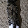 cat, tabby_cat, pet, animal, feline, striped_fur, white_paws, long_body, lying_down, stretched_out, back_view, couch, sofa, upholstery, indoor, home, relaxed, funny_pose, tail, photography