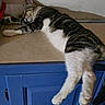 Maddy is registered to the contest to win money with this photo: cat, sleeping, tabby, white_fur, striped_fur, pet, animal, cute, relaxed, resting, lying_down, closed_eyes, whiskers, paws, tail, blue_cabinet, indoor, furniture, cozy, portrait