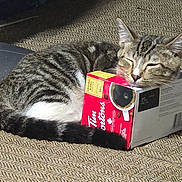 Maddy is registered to the contest to win money with this photo: cat, tabby_cat, sleeping, animal, pet, feline, striped_fur, whiskers, ears, closed_eyes, resting, carpet, indoor, cardboard_box, snack_box, packaging, red_box, relaxed, funny, photograph