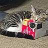 cat, tabby_cat, sleeping, animal, pet, feline, striped_fur, whiskers, ears, closed_eyes, resting, carpet, indoor, cardboard_box, snack_box, packaging, red_box, relaxed, funny, photograph