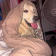 Jack is registered to the contest to win money with this photo: dog, golden_retriever, blanket, tongue_out, indoor, fan, clothing, bedroom, cozy, smiling, pet, fur, wrapped, fabric, comfort, home, cute, animal, resting, relaxed