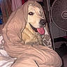 dog, golden_retriever, blanket, tongue_out, indoor, fan, clothing, bedroom, cozy, smiling, pet, fur, wrapped, fabric, comfort, home, cute, animal, resting, relaxed