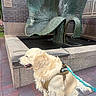 Jack joined the competition — help win amazing prizes! dog, golden_retriever, pet, animal, outdoor, sculpture, fountain, brick_pavement, harness, leash, water, statue, art, public_space, garden, plant, greenery, building, daylight, side_view