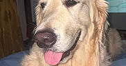 Jack joined the competition — help win amazing prizes! dog, golden_retriever, tongue_out, pet, indoor, blanket, fur, canine, animal, companion, relaxed, cute, mammal, portrait, smiling, bedroom, domestic_animal, happy, laying, friendly