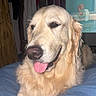 dog, golden_retriever, tongue_out, pet, indoor, blanket, fur, canine, animal, companion, relaxed, cute, mammal, portrait, smiling, bedroom, domestic_animal, happy, laying, friendly