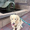 Jack is registered to the contest to win money with this photo: golden_retriever, dog, pet, animal, harness, leash, water_fountain, sculpture, brick_pavement, sidewalk, urban, outdoor, stone_wall, metal_railing, water, canine, friendly, sitting, daylight, closeup