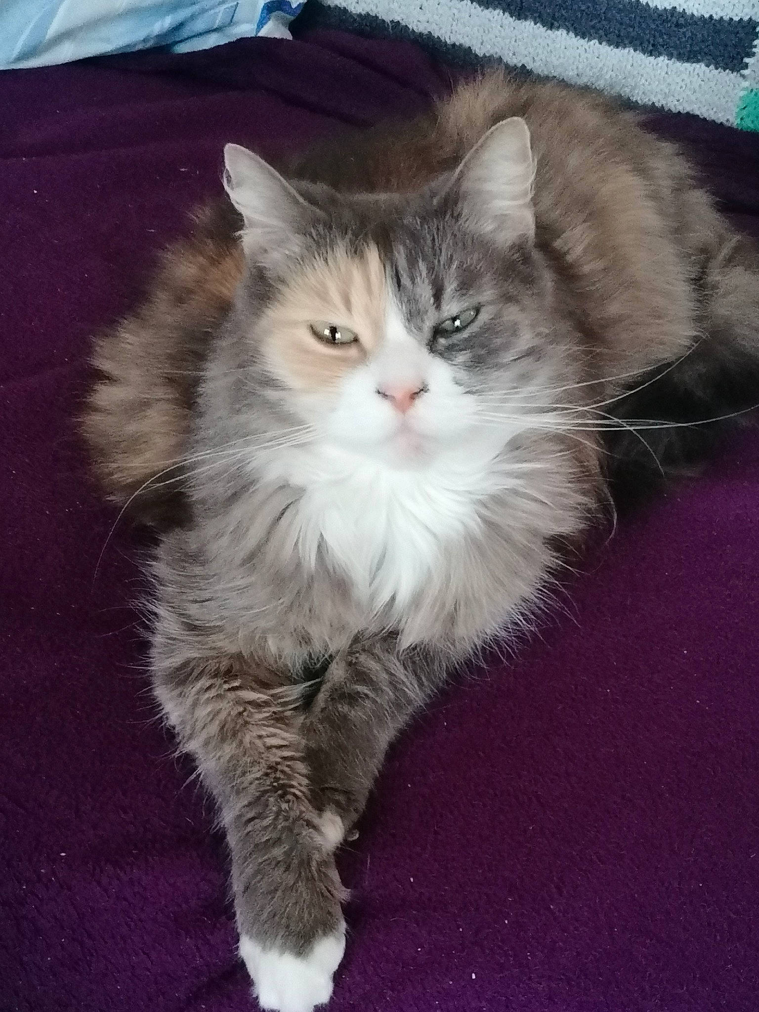 Bibiche participe au concours pour gagner de l'argent avec cette photo : asian_semi_longhair, british_semi_longhair, carnivore, cat, cymric, domestic_long_haired_cat, european_shorthair, fawn, felidae, kitten, maine_coon, mammal, norwegian_forest_cat, polydactyl_cat, ragamuffin, siberian, small_to_medium_sized_cats, tail, vertebrate, whiskers