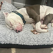 Tank is registered to the contest to win money with this photo: dog, sleeping, bed, indoor, white_fur, gray_fur, collar, pet, resting, cozy, canine, paw, nose, ear, carpet, blanket, furniture, relaxation, home, animal