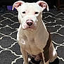 Tank joined the competition — help win amazing prizes! dog, white_dog, sitting, indoor, carpet, black_and_white_carpet, pet, canine, ears, nose, paw, fur, animal, domestic_animal, looking_at_camera, quiet, calm, room, furniture, floor