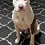 Tank is registered to the contest to win money with this photo: dog, pitbull, white_dog, brown_patch, carpet, indoor, pet, animal, sitting, looking_at_camera, ears_up, medium_sized_dog, floor, furniture, domestic, canine, companion, house_pet, quiet, calm
