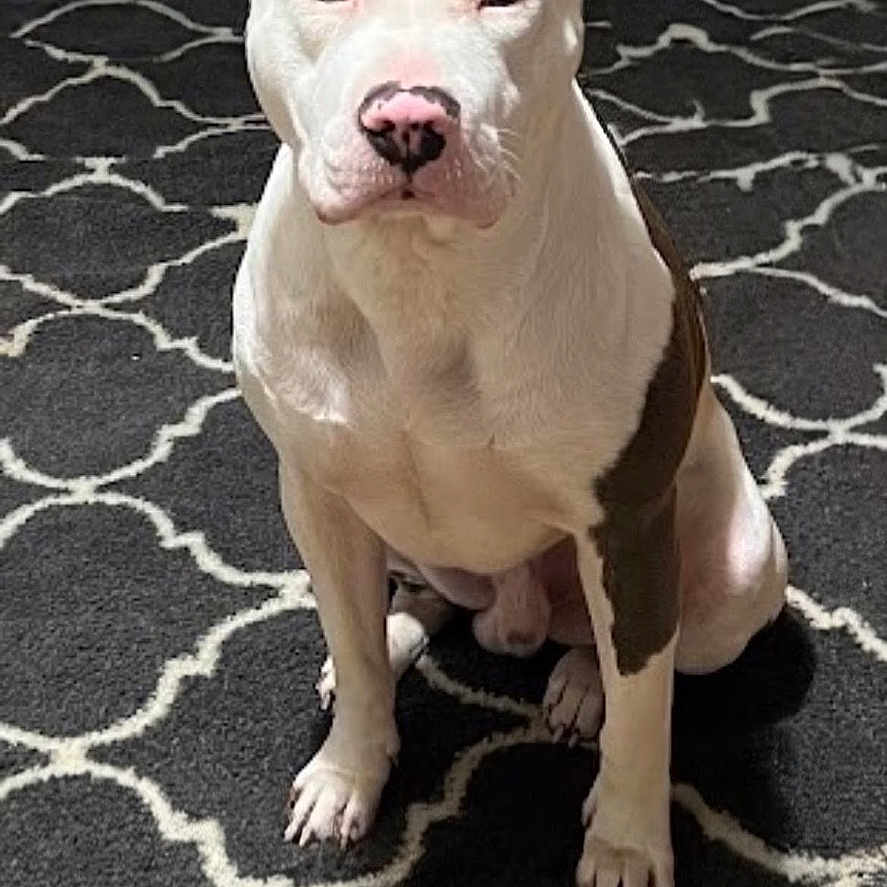 Tank is registered to the contest to win money with this photo: animal, brown_patch, calm, canine, carpet, companion, dog, domestic, ears_up, floor, furniture, house_pet, indoor, looking_at_camera, medium_sized_dog, pet, pitbull, quiet, sitting, white_dog
