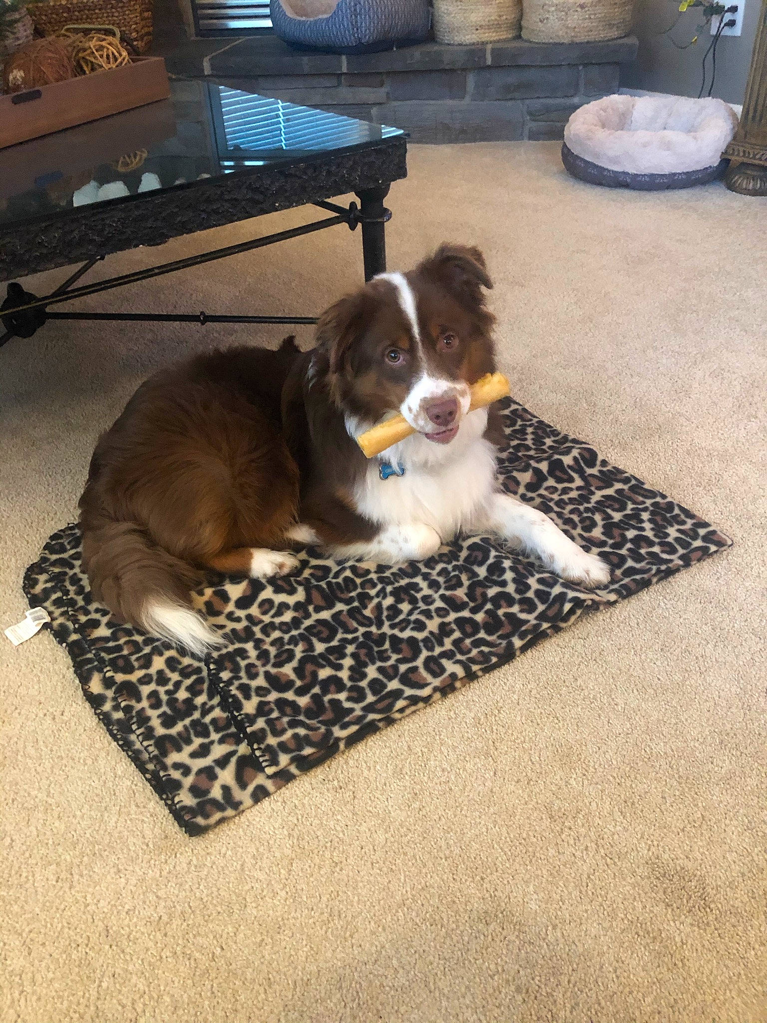 Griffey is registered to the contest to win money with this photo: carnivore, carpet, cavalier_king_charles_spaniel, chair, companion_dog, dog, dog_breed, fawn, floor, flooring, hardwood, home, living_room, office_supplies, rectangle, room, sporting_group, table, tail, toy_dog