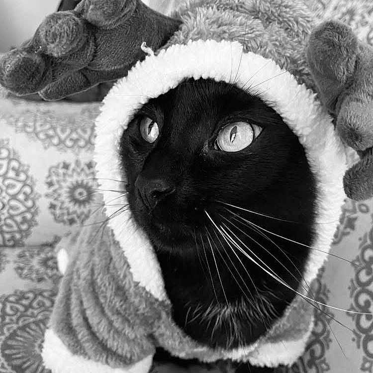 Moonlight is registered to the contest to win money with this photo: animal, black_cat, cat, christmas, closeup, costume, cozy, cute, eyes, festive, fur, furniture, holiday, indoor, patterned_couch, pet, portrait, reindeer_costume, warm, whiskers