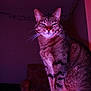 animal, cat, chair, closeup, cozy, domestic, feline, fur, home, indoor, mystical, night, pet, portrait, purple_lighting, relaxed, shadow, sitting, tabby, whiskers