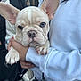 french_bulldog, puppy, dog, blue_eyes, ears, wrinkles, person, white_sweatshirt, hand, holding, close_up, outdoor, blurred_background, cute, pet, animal, face, fur, nails, charming