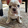 Napoleon joined the competition — help win amazing prizes! french_bulldog, puppy, dog, pet, animal, ears, blue_eyes, wrinkles, cute, curious, sitting, indoor, rug, patterned_rug, floor, tile_floor, natural_light, close_up, portrait, small_paws