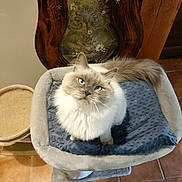 Saphyr participe au concours pour gagner de l'argent avec cette photo : blue_cushion, blue_eyes, cat, cozy, curious, domestic_cat, ears, feline, floral_pattern, fluffy, fur, gray, home, indoor, looking_up, pet_bed, tail, tile_floor, whiskers, wooden_chair