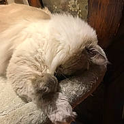 Saphyr participe au concours pour gagner de l'argent avec cette photo : cat, sleeping, fluffy, paw, cat_tree, furniture, indoor, cozy, soft, resting, animal, pet, fur, wood, decor, vintage, closeup, relaxing, cute, quiet