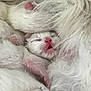 kitten, newborn, sleeping, pink_nose, pink_paws, white_fur, fluffy, animal, baby_animal, cute, close_up, cuddle, snuggling, pet, soft_texture, tiny, mammal, feline, domestic_animal, resting