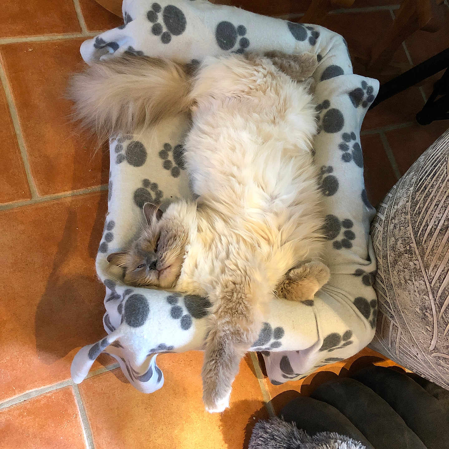 Saphyr a rejoint le concours — aidez-le/la à gagner de superbes lots ! animal, blanket, cat, cozy, cute, domestic_cat, feline, floor, fluffy, furniture, indoor, nap, paw, paw_prints, pet_bed, relaxed, resting, sleeping, tail, tile_floor