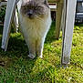 Saphyr participe au concours pour gagner de l'argent avec cette photo : animal, blue_eyes, cat, closeup, curious, daylight, domestic_animal, feline, fluffy, garden, grass, greenery, nature, outdoor, pet, plastic_chair, stacked_chairs, standing, sunlight, whiskers