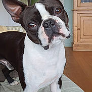 Vilo a rejoint le concours — aidez-le/la à gagner de superbes lots ! dog, boston_terrier, pet, animal, black_and_white, standing, head_tilt, large_ears, brown_eyes, short_coat, indoor, bed, bedroom, home, wooden_floor, cabinet, window, toy, portrait, curious