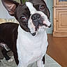 dog, boston_terrier, pet, animal, black_and_white, standing, head_tilt, large_ears, brown_eyes, short_coat, indoor, bed, bedroom, home, wooden_floor, cabinet, window, toy, portrait, curious