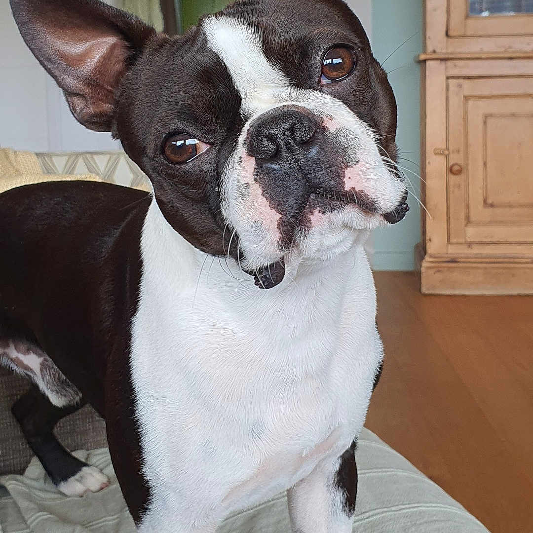 Vilo a rejoint le concours — aidez-le/la à gagner de superbes lots ! dog, boston_terrier, pet, animal, black_and_white, standing, head_tilt, large_ears, brown_eyes, short_coat, indoor, bed, bedroom, home, wooden_floor, cabinet, window, toy, portrait, curious