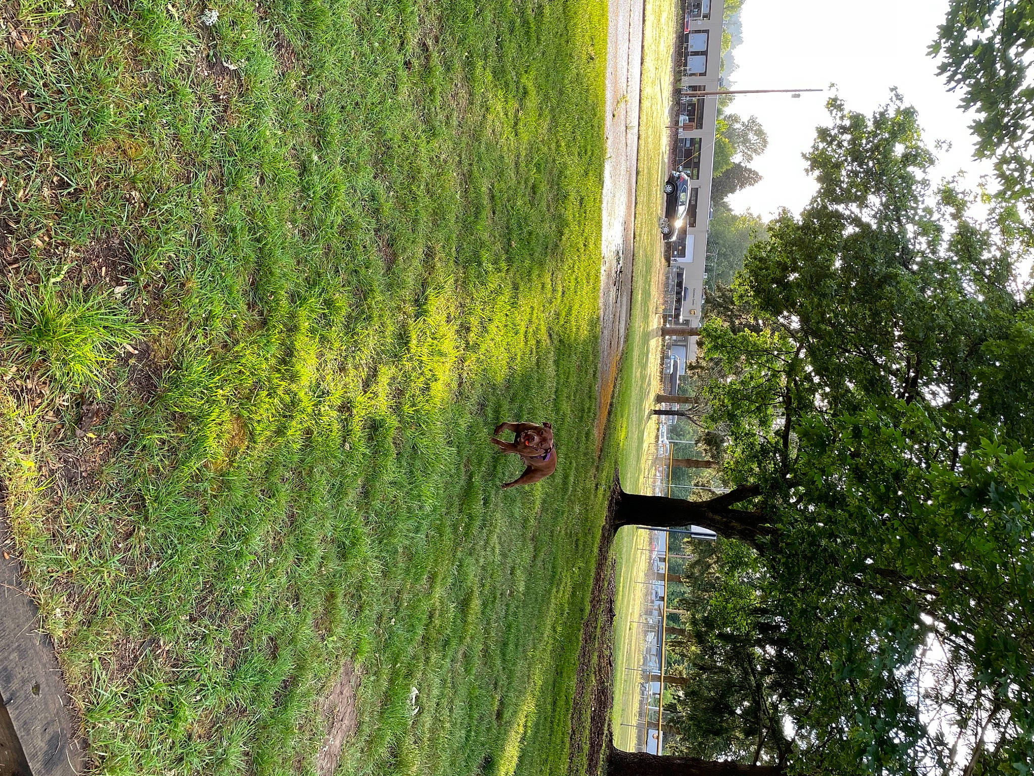 Jewel is registered to the contest to win money with this photo: biome, building, flower, forest, grass, groundcover, house, landscape, plant, plant_stem, pole, shrub, sky, slope, temperate_broadleaf_and_mixed_forest, terrestrial_plant, tree, trunk, wood, woody_plant