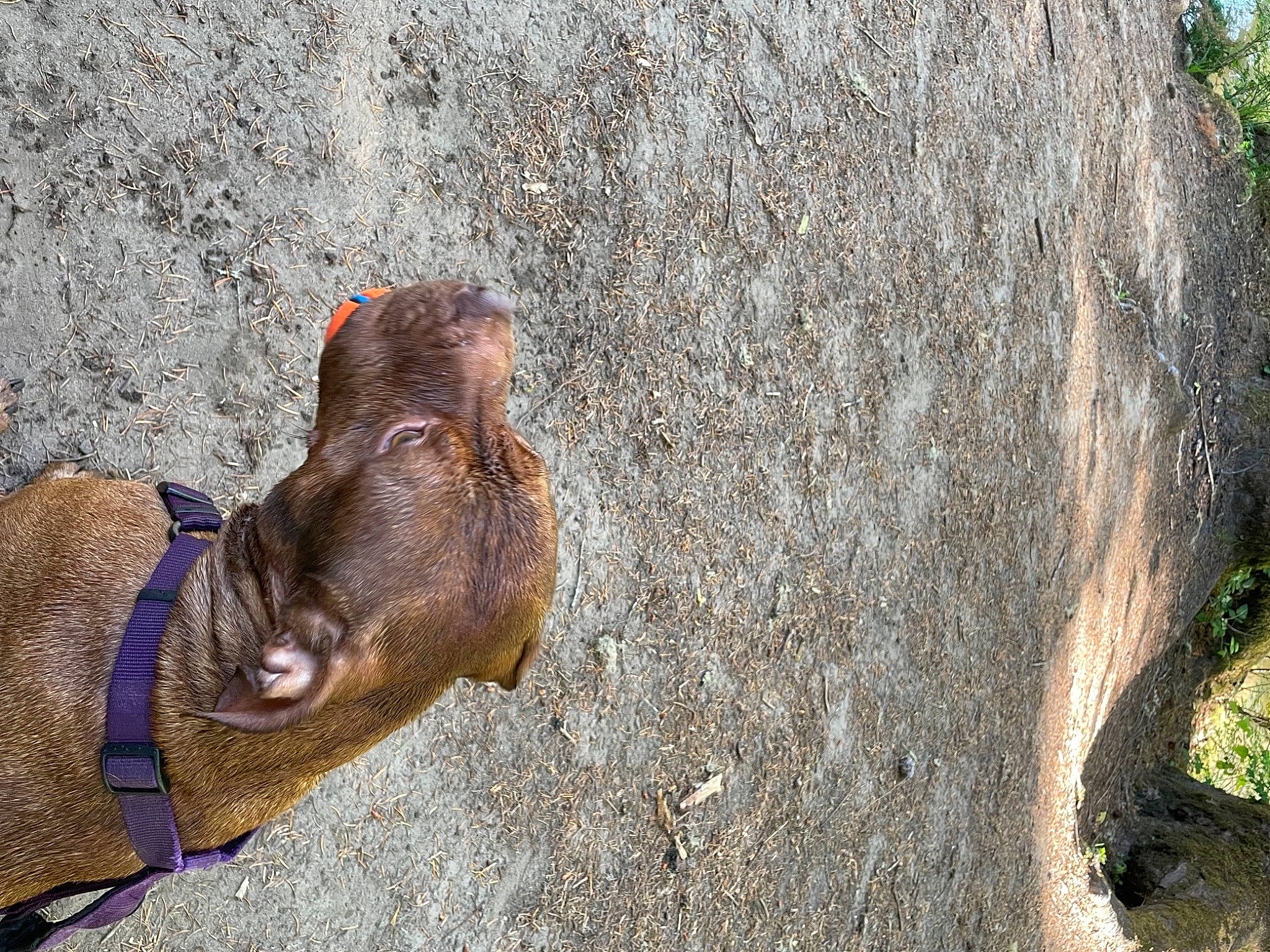 Jewel is registered to the contest to win money with this photo: bedrock, canidae, carnivore, dog, dog_breed, fawn, hat, liver, livestock, organism, plant, snout, soil, sporting_group, terrestrial_animal, tree, trunk, wood, working_animal, wrinkle