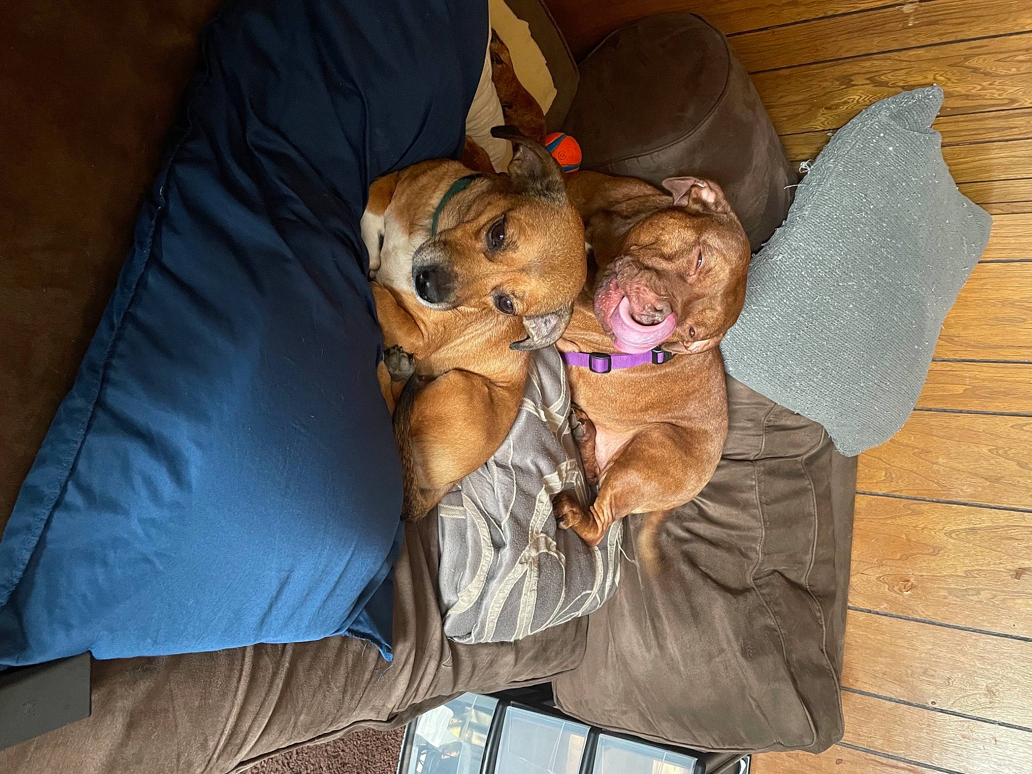 Jewel joined the competition — help win amazing prizes! canidae, carnivore, comfort, companion_dog, dog_breed, ear, eyewear, fawn, felidae, fur, glasses, hat, lap, plush, snout, sporting_group, stuffed_toy, sunglasses, whiskers, working_animal