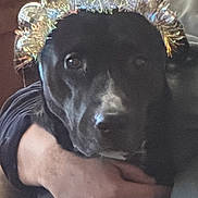 Sage is registered to the contest to win money with this photo: animal, black_dog, celebration, companion, costume, couch, crown, disco_ball, dog, domestic, expression, face, festive, hand, hug, indoors, living_room, person, pet, seated