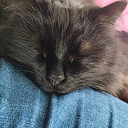 Shadow participe au concours pour gagner de l'argent avec cette photo : cat, black_cat, sleeping, close_up, fur, whiskers, nose, denim, fabric, resting, cozy, pet, animal, indoor, soft, cute, peaceful, feline, pink_background, texture